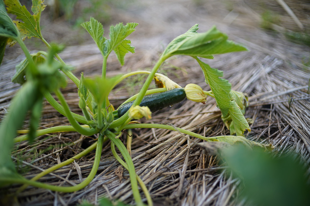 人類が未来を見るようになったのは農業を始めたから　夏の訪れと田んぼの雑草とり3回目とズッキーニを収穫