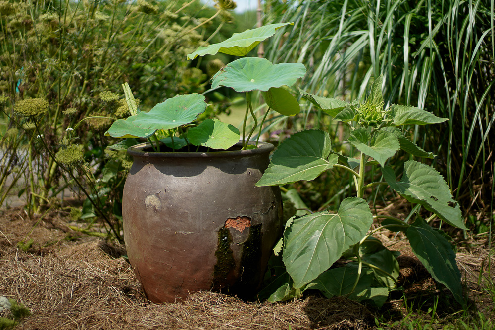 日がな一日 ガーデニング　里芋の土寄せ、チビ芭蕉を移植、パーゴラ奥のススキの抜根、小豆の種下ろし