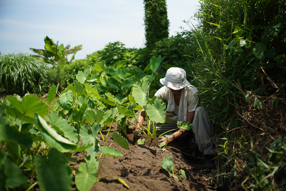 日がな一日 ガーデニング　里芋の土寄せ、チビ芭蕉を移植、パーゴラ奥のススキの抜根、小豆の種下ろし