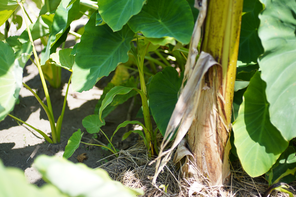 日がな一日 ガーデニング　里芋の土寄せ、チビ芭蕉を移植、パーゴラ奥のススキの抜根、小豆の種下ろし