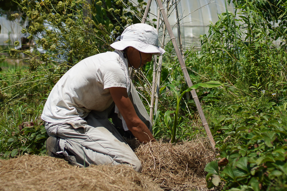 日がな一日 ガーデニング　里芋の土寄せ、チビ芭蕉を移植、パーゴラ奥のススキの抜根、小豆の種下ろし