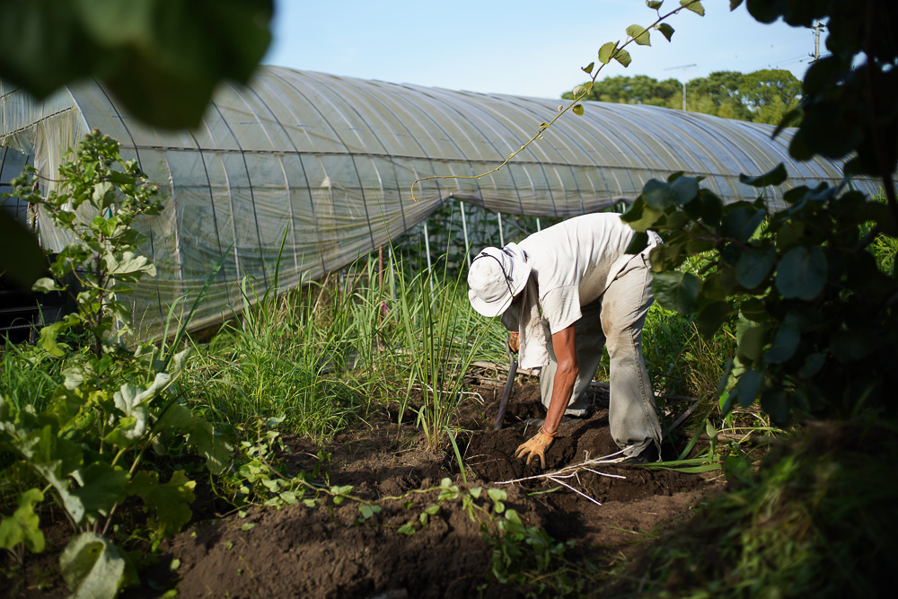 日がな一日 ガーデニング　里芋の土寄せ、チビ芭蕉を移植、パーゴラ奥のススキの抜根、小豆の種下ろし