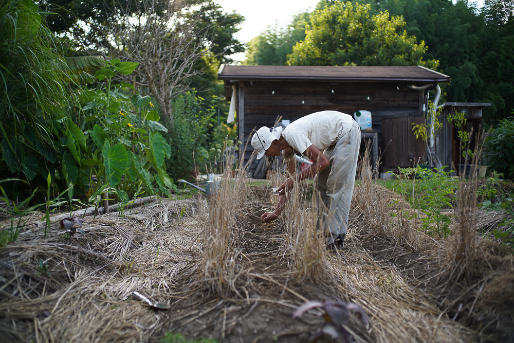 日がな一日 ガーデニング　里芋の土寄せ、チビ芭蕉を移植、パーゴラ奥のススキの抜根、小豆の種下ろし