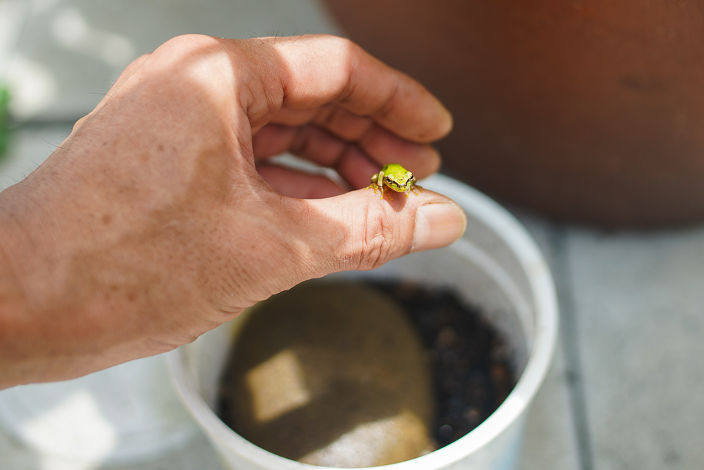 Return of the frog　カエルの帰還〜200km旅したカエルの物語