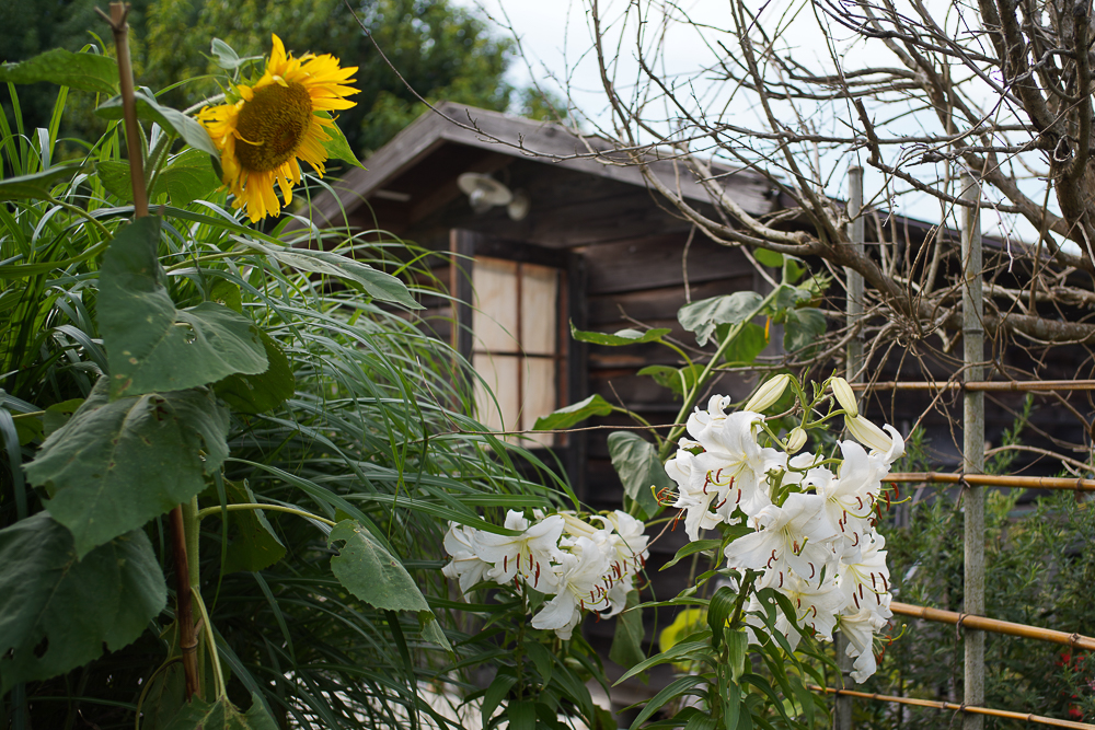 梅雨明け、稲穂が出る　田んぼの草刈り