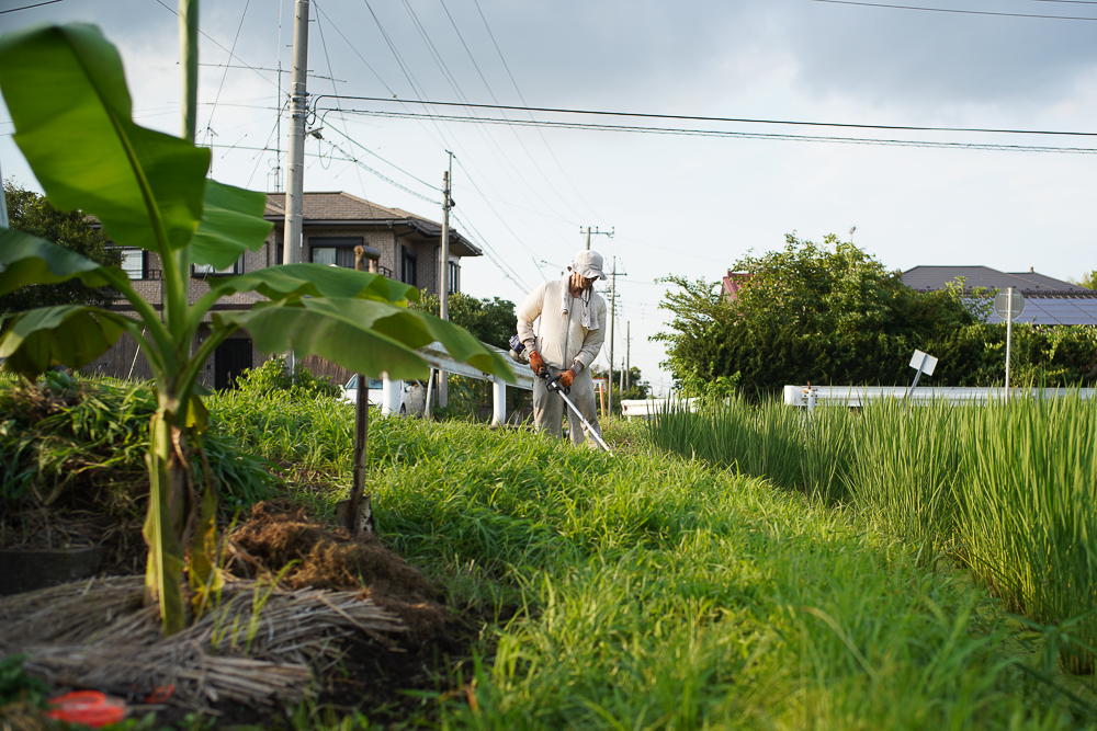 梅雨明け、稲穂が出る　田んぼの草刈り