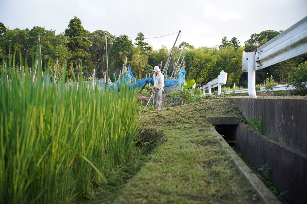 梅雨明け、稲穂が出る　田んぼの草刈り