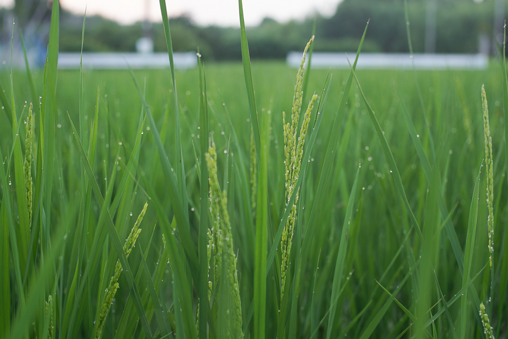 梅雨明け、稲穂が出る　田んぼの草刈り