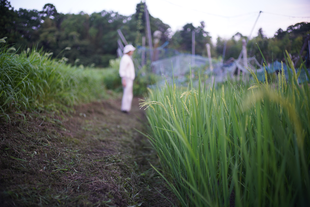 梅雨明け、稲穂が出る　田んぼの草刈り