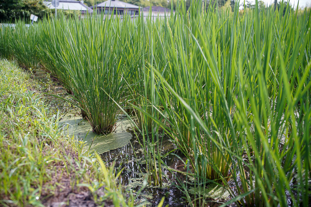 田んぼの水漏れ補修といちご区画のススキの抜根 DAY2