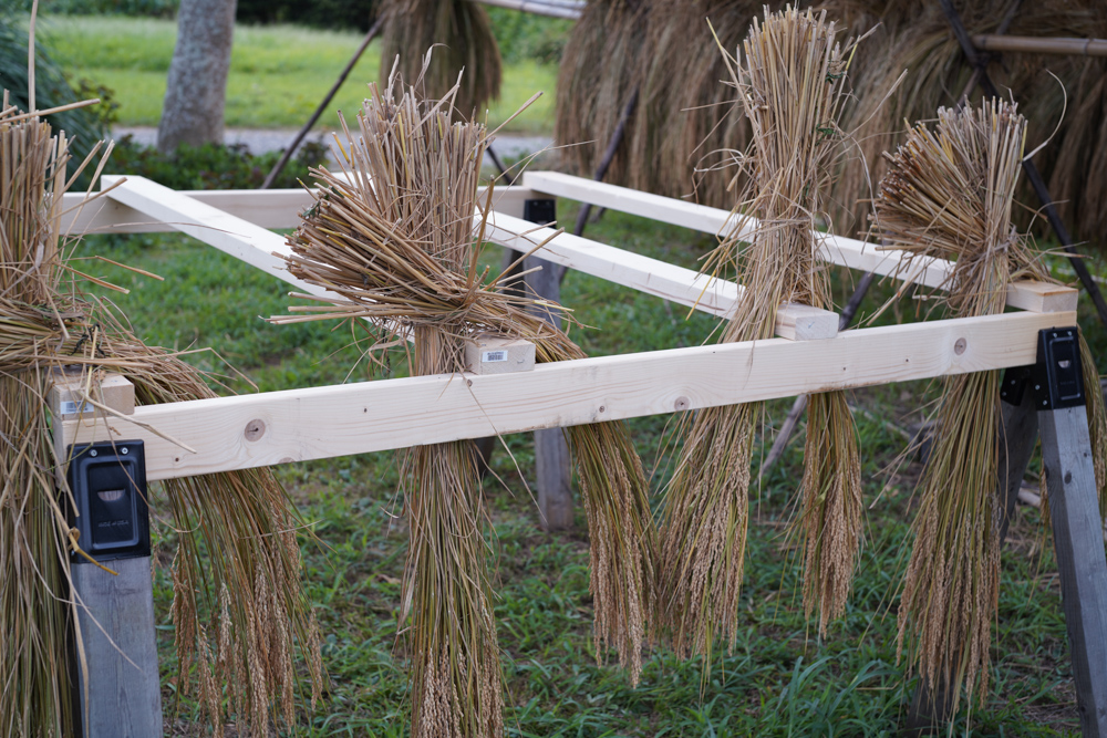 房総オルタナティブライスフィールド　初めての稲刈りDAY2.5　ソーホースブラケットで稲架 はざを作る、足踏み脱殼機のレクチャー