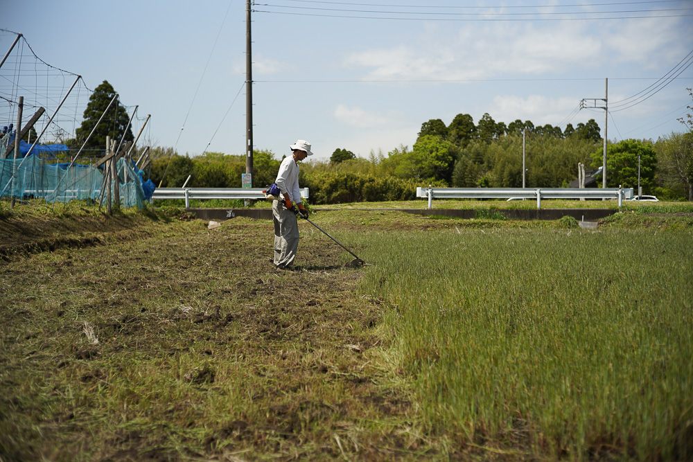 田植えの準備　畦の草刈りと水路の泥さらい