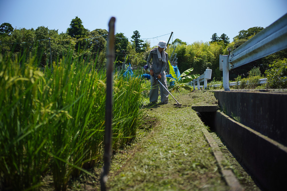 満月から2週間、新月に田んぼと敷地の草刈り