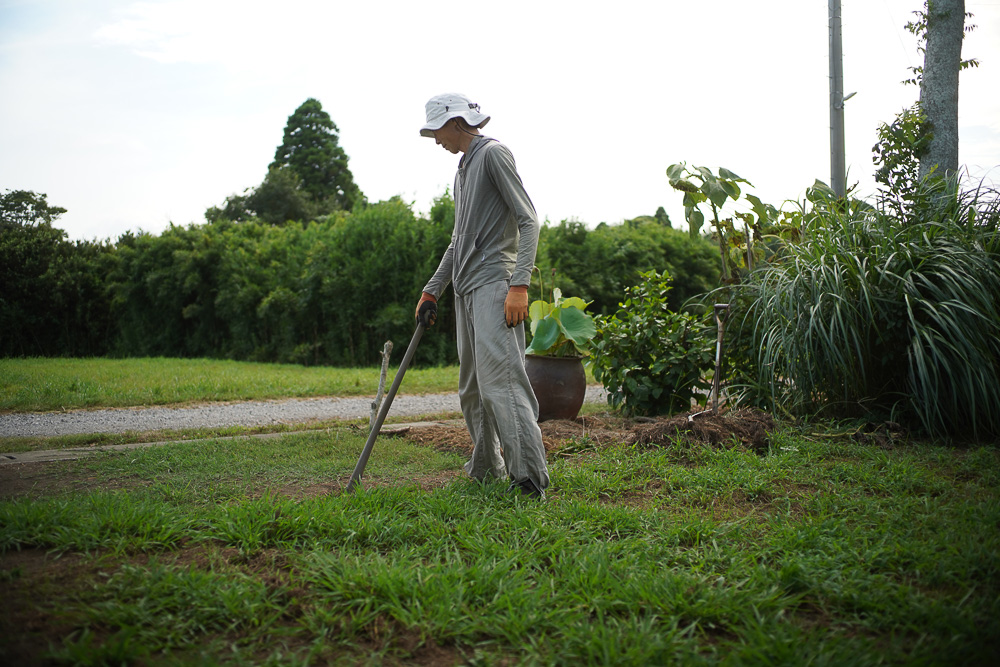 ちょっと嬉しい夏の出来事　芭蕉の花、咲く