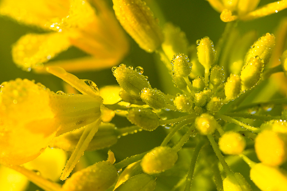 Voigtlander MACRO APO‑LANTHAR 65mm F2.0で撮る　朝露に輝く植物たち　房総フィールド 春の朝模様