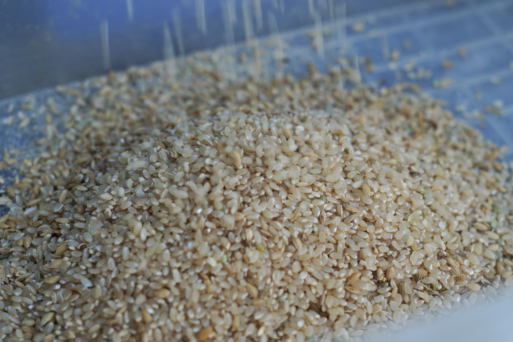 初めての唐箕（とうみ）DAY2と初めての籾摺り　そして自分で作ったお米を初めて頂く！