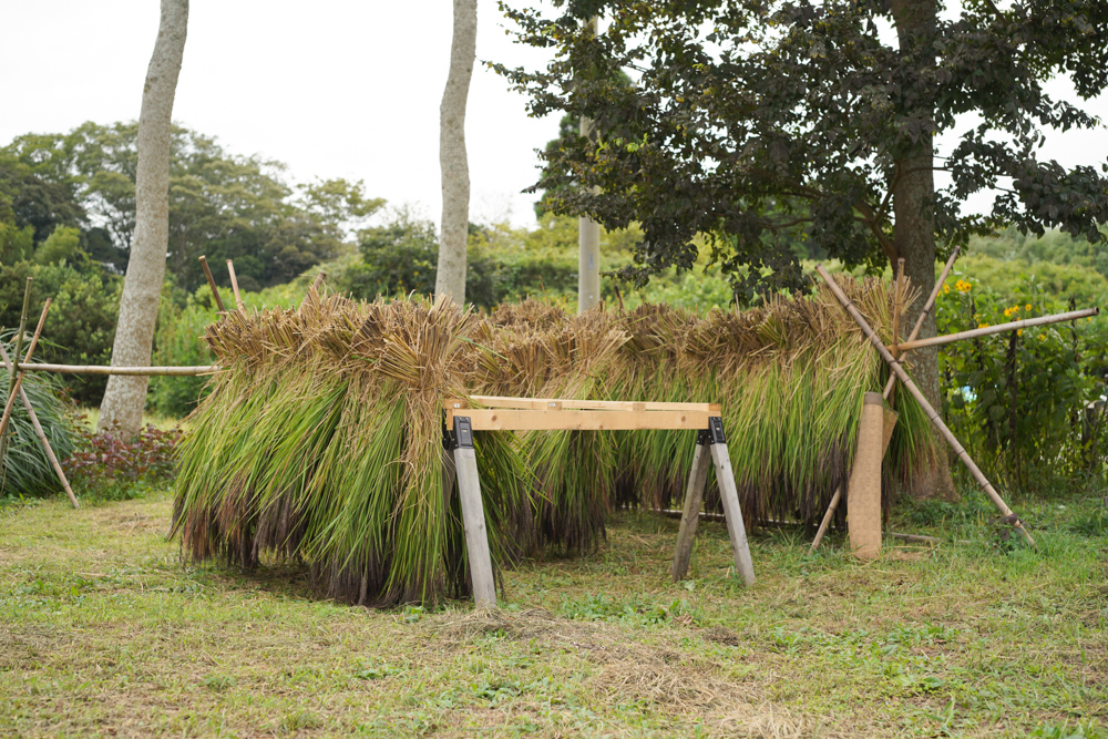秋分の日に古代米の稲刈り