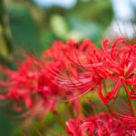 彼岸花　夏なの、秋なの。房総フィールド花模様