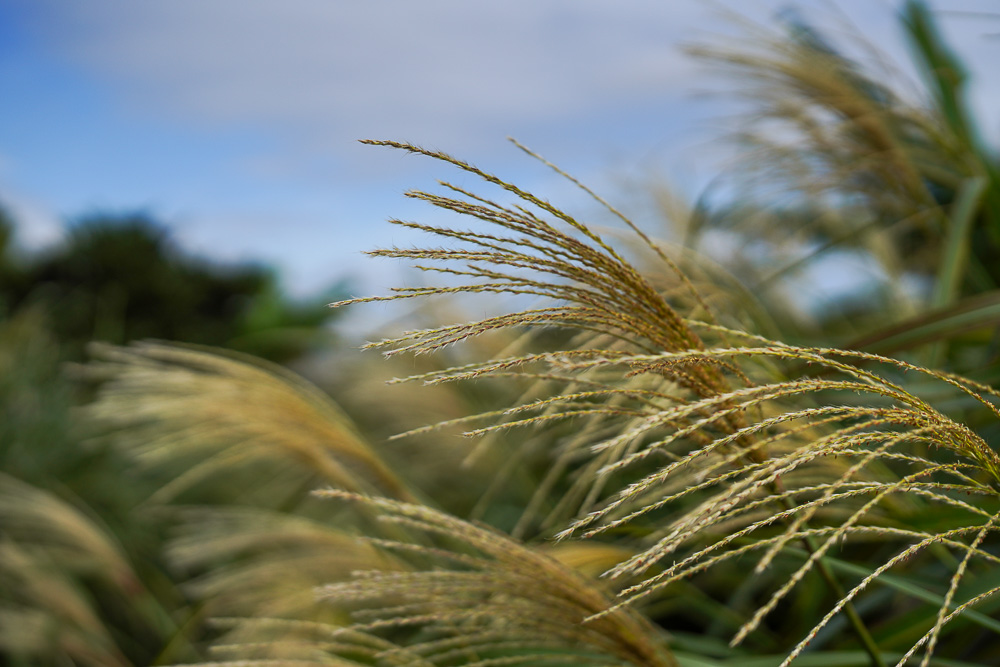 夏なの？秋なの？ 房総フィールド花模様