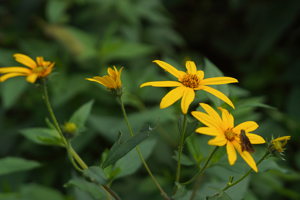 キクイモ　夏なの、秋なの。房総フィールド花模様