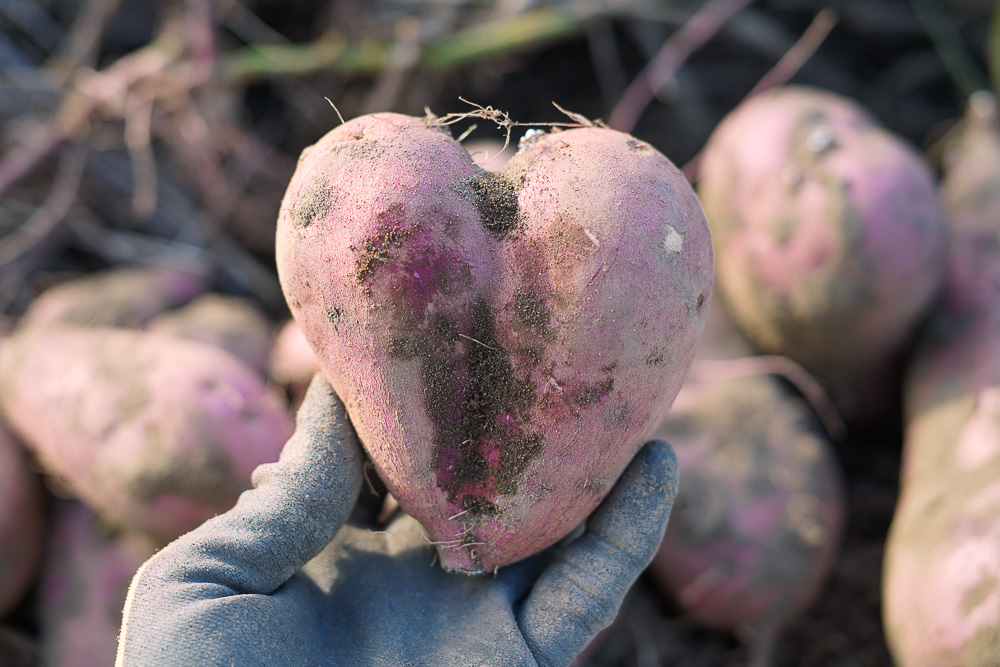 I♡Sweet Potato　2024年さつまいも掘り第一弾とミックスレタス・ベビーリーフの種下ろし、ブロッコリーの苗を植える