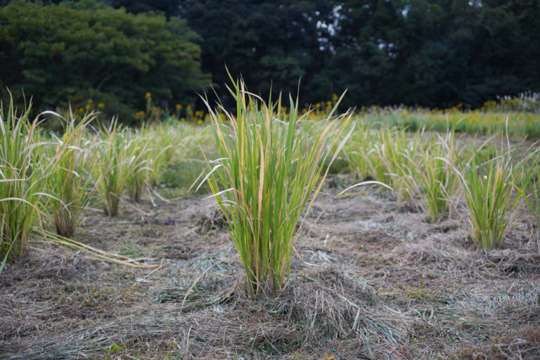 2020年秋の収穫祭 謎の植物 真菰(まこも) マコモダケを収穫して頂く - 房総オルタナティブライフ