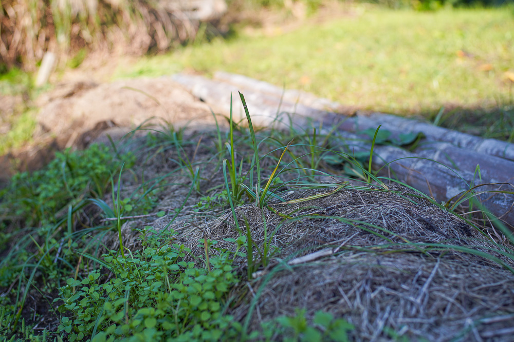 秋の植え付け準備　玉ねぎ区画の雑草とり