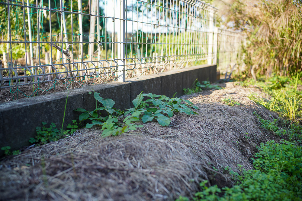 秋の植え付け準備　玉ねぎ区画の雑草とり