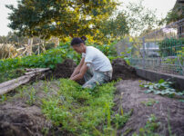 秋の植え付け準備　玉ねぎ区画の雑草とり