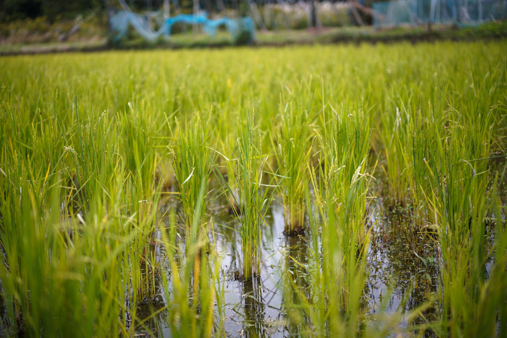 年末に向けて場を整えていく　今日は田んぼ、敷地を整え、そら豆と小麦の種まき、でっかいサツマイモと生姜を収穫