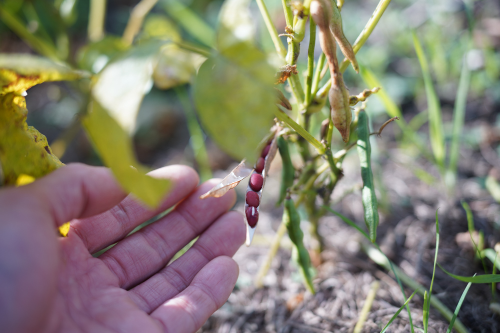 2020年秋の収穫祭　小豆の収穫始まる、テレワークの合間の野良仕事