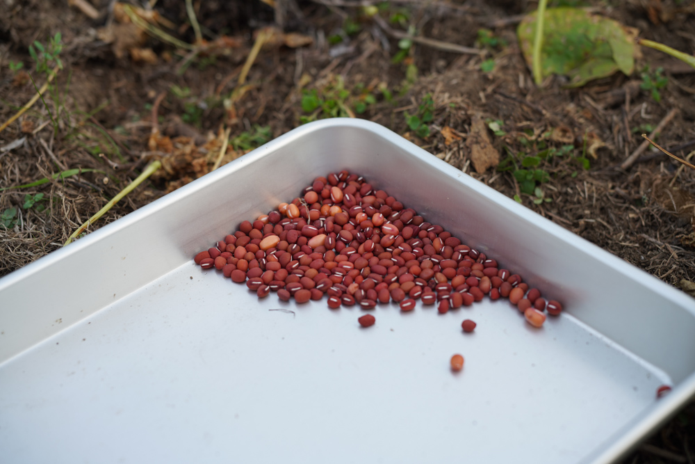 房総フィールド 新嘗祭と小豆の収穫