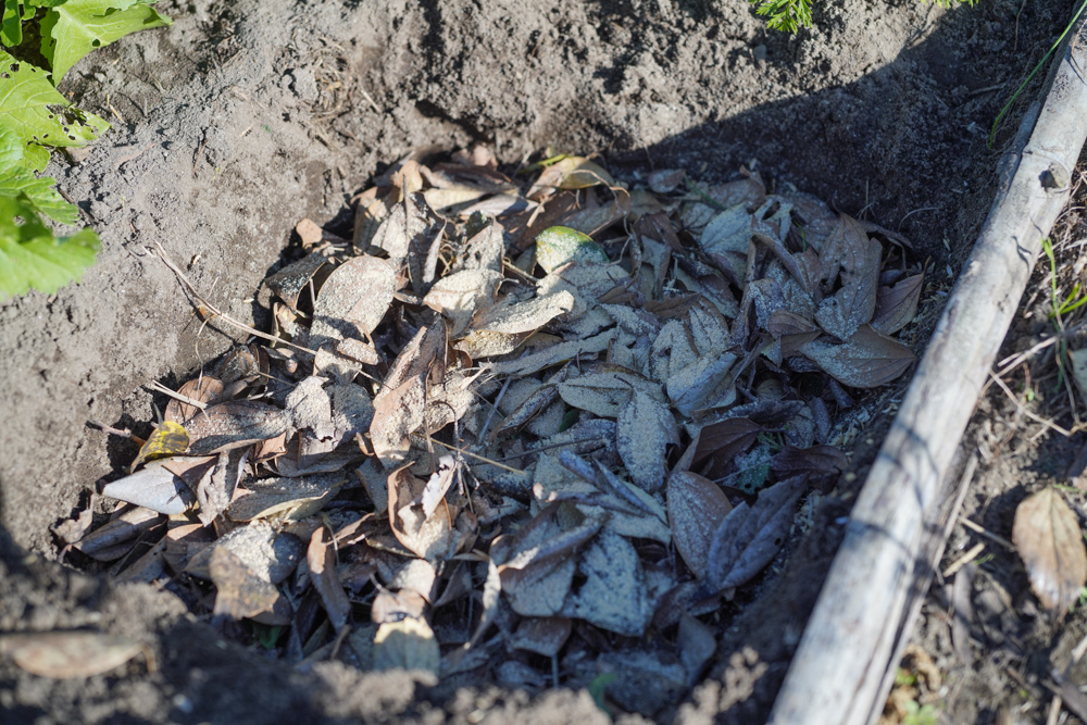 カチコチ砂地を落ち葉と籾殻と糠で土壌改良
