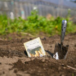 春のタネおろし　早生黒茄子・長茄子・ピーマン・唐辛子・ズッキーニ・コールラビ・バジル・ブラックトマト・ルートパセリ、さつまいもの芽出し 種芋を土に戻す