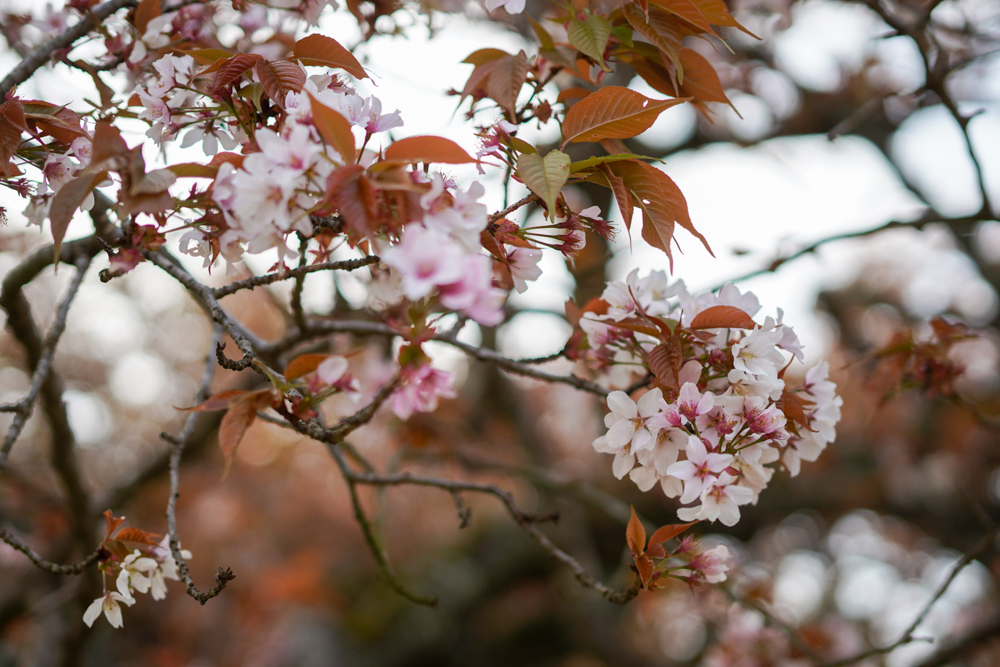 樹齢300年 房総の一本桜 吉高の大桜