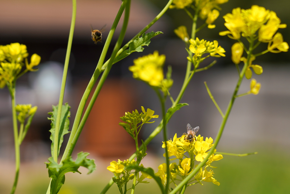ミツバチが間接的に与えてくれるものと効率化のバランス