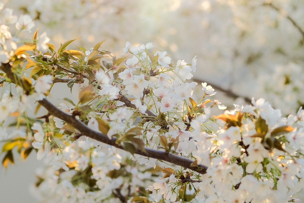 なんでもないところに咲く桜たち、ソメイヨシノの起源、ミーム的なるもの