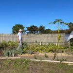 iPhone 12 Pro Maxで撮る房総フィールド野良仕事　玉ねぎとひよこ豆の苗を植える