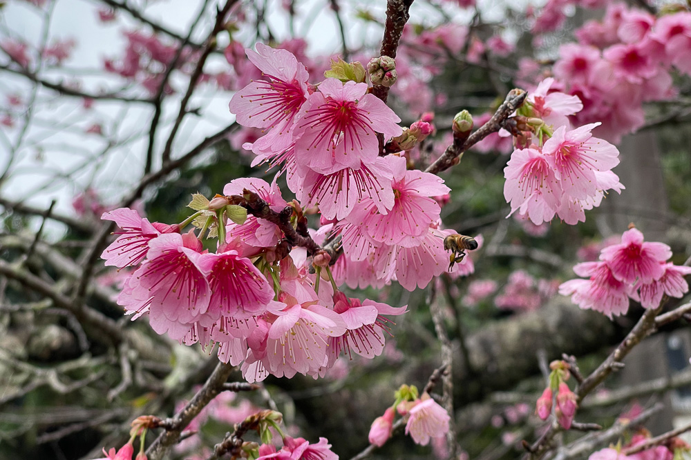 立春、沖縄、桜咲く