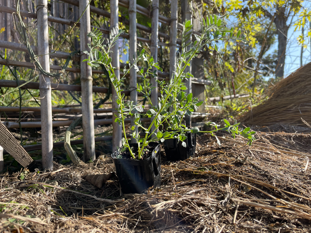 iPhone 12 Pro Maxで撮る房総フィールド野良仕事　玉ねぎとひよこ豆の苗を植える