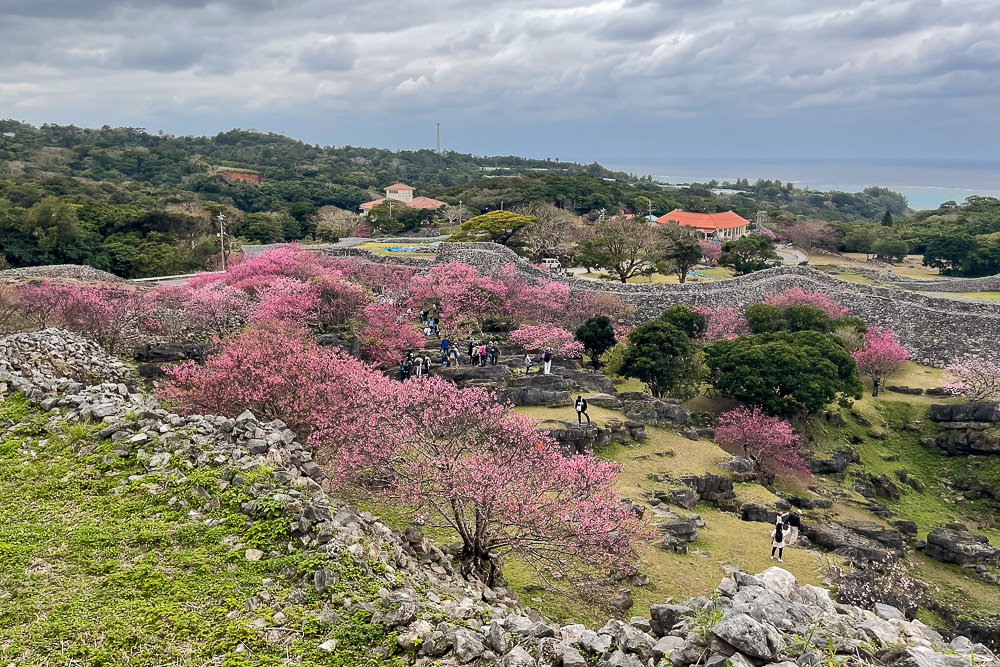 立春、沖縄、桜咲く　今帰仁城跡の桜