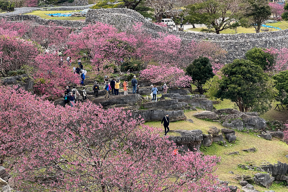 立春、沖縄、桜咲く　今帰仁城跡の桜