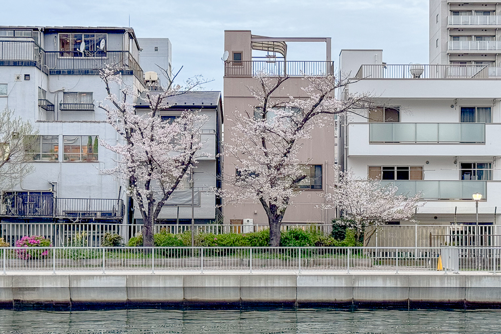 なんでもないところに咲く桜たち、ソメイヨシノの起源、ミーム的なるもの