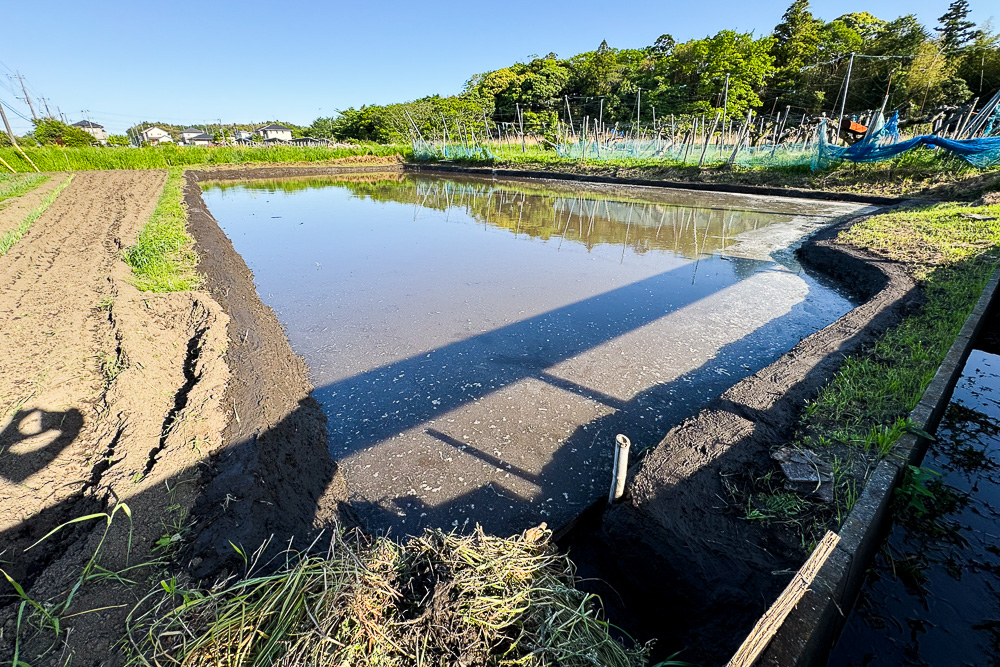 田植えの準備 2024　畦の補修と米糠撒き
