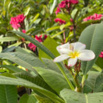 熱帯系植物を取り扱う園芸店 木更津 市川園芸さんでプルメリアと芭蕉をゲット！リアと芭蕉をゲット！