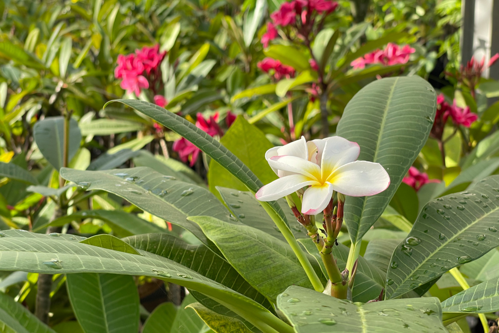 熱帯系植物を取り扱う園芸店 木更津 市川園芸さんでプルメリアと芭蕉をゲット！リアと芭蕉をゲット！