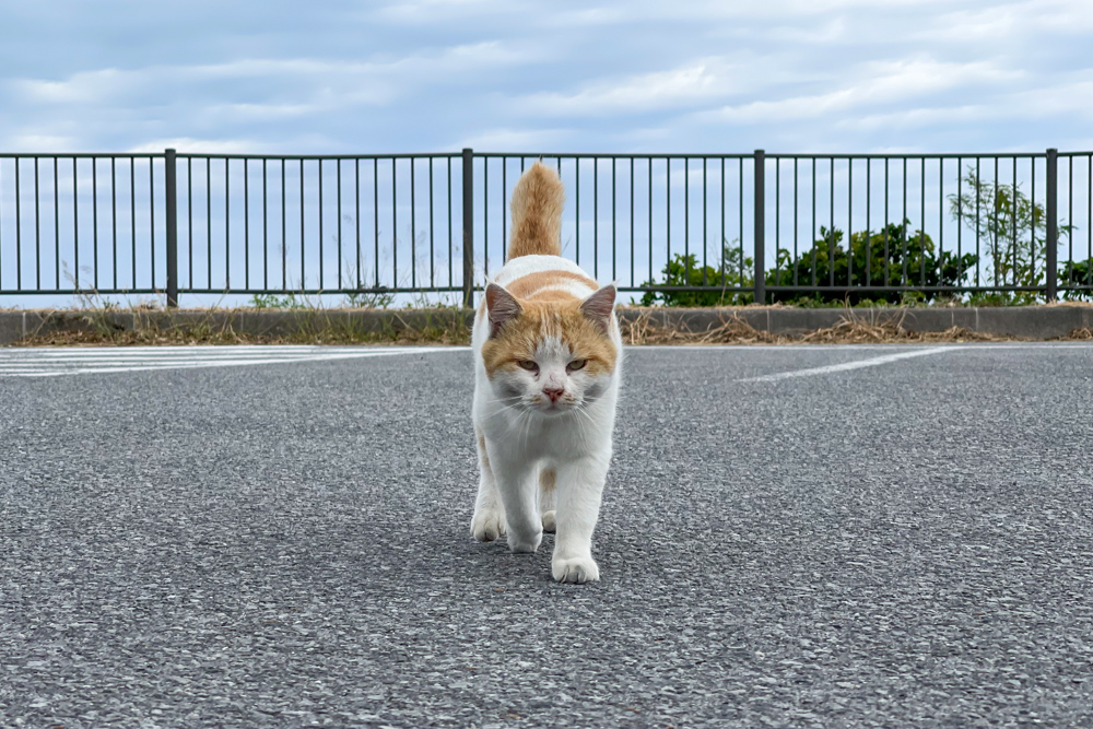 ニライカナイを探して　沖縄本島南部を巡りながら地球の息吹を感じる　知念岬の猫