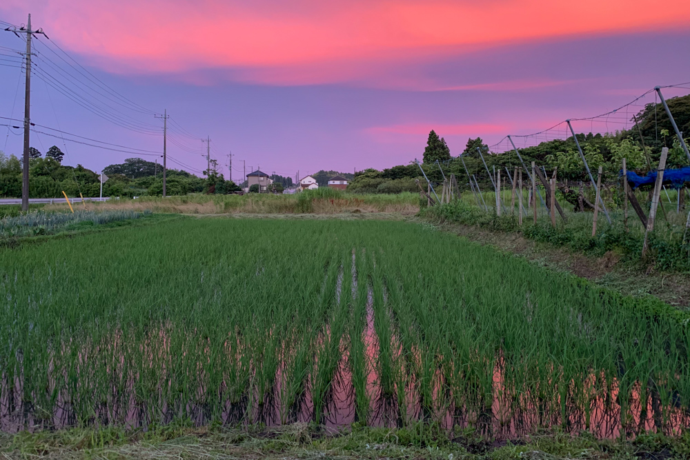田んぼの草刈りとネジバナと綺麗な夕陽