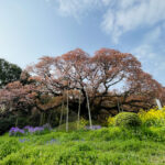 樹齢300年 房総の一本桜 吉高の大桜