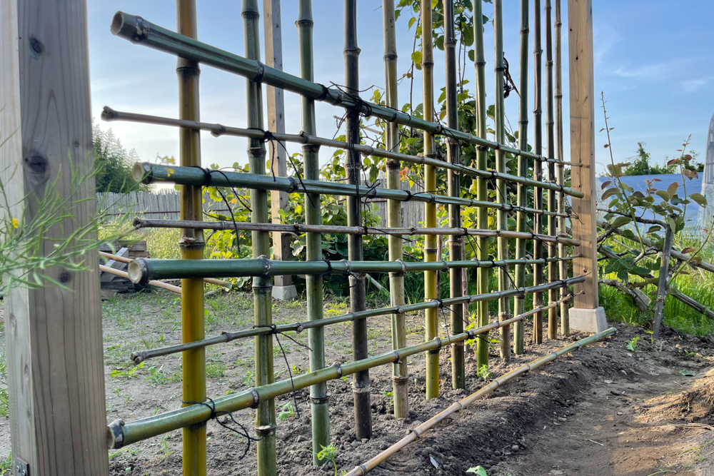 パーゴラの竹垣修復2022 DAY1